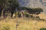 TANZANIA - Serengeti National Park - Lobo - 15